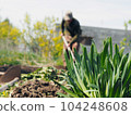 The concept of private agriculture. Blurred image of an elderly pensioner working with a hoe on the ground against the background of a growing onion. 104248608