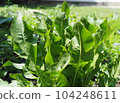 Food green background with horseradish bush growing in vegetable garden.Growing useful herbs. 104248611