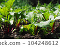 Beet tops in the beds. Beets grow from the ground. Homemade beets in the yard. Fresh beet leaves 104248612