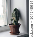 A prickly cactus grows on a window sill. Indoor plants. 104248614