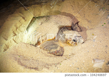 Spawning of sea turtle Spawning of sea turtle 104248697