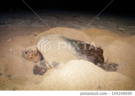 產生海龜 104248699