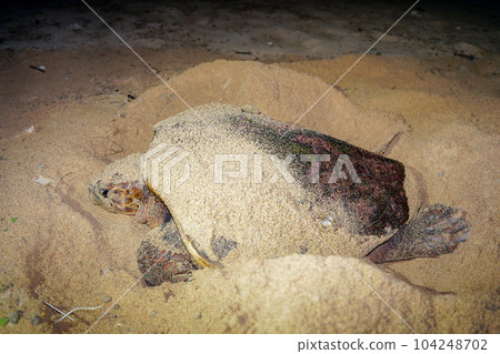 Spawning of sea turtle 104248702