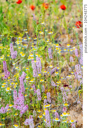 texture of wild lavender, many beautiful pink flowers growing in the Kyzylkum desert texture of wild lavender, many beautiful pink flowers growing in the Kyzylkum desert 104248775
