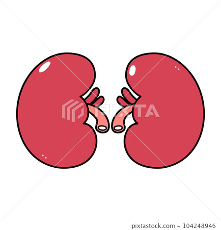 Kidneys character. Vector hand drawn traditional cartoon vintage, retro, kawaii character illustration icon. Isolated on white background. Kidneys character concept Kidneys character. Vector hand drawn traditional cartoon vintage, retro, kawaii character illustration icon. Isolated on white background. Kidneys character concept 104248946