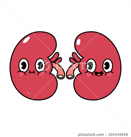 Kidneys character. Vector hand drawn traditional cartoon vintage, retro, kawaii character illustration icon. Isolated on white background. Kidneys character concept Kidneys character. Vector hand drawn traditional cartoon vintage, retro, kawaii character illustration icon. Isolated on white background. Kidneys character concept 104248948