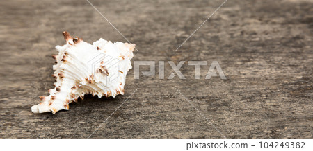 Beach seashells on colored background. Mock up with copy space 104249382