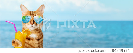 Funny cat in sunglasses holds a tropical cocktail 104249535