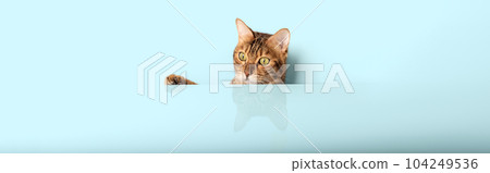 Funny cat peeks out from behind a colored wall. 104249536