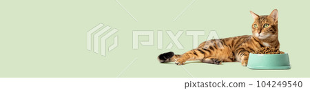 The cat on a colored background eats food from a bowl. 104249540