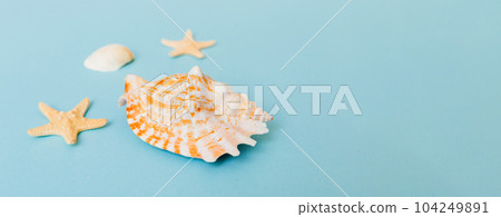 Beach seashells on colored background. Mock up with copy space 104249891