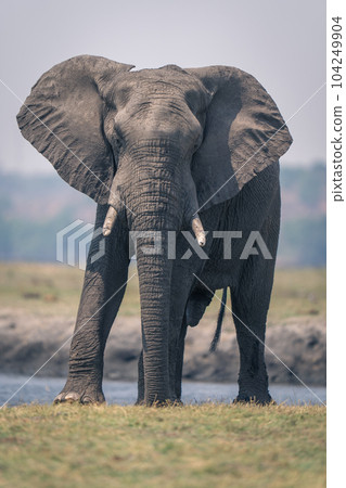 African elephant stands on grass beside river African elephant stands on grass beside river 104249904