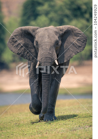 African elephant walks along riverbank raising foot African elephant walks along riverbank raising foot 104249929