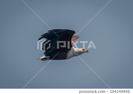 African fish eagle flies against blue sky 104249948