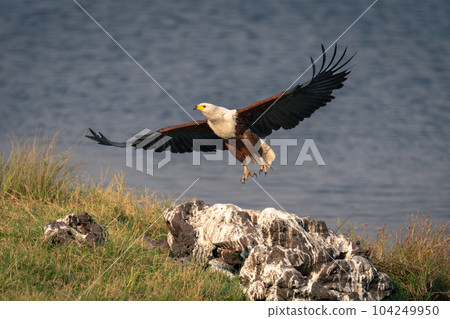 African fish eagle flies from guano-covered rock African fish eagle flies from guano-covered rock 104249950