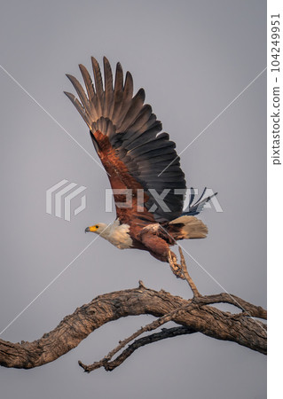 African fish eagle flies from twisted branch African fish eagle flies from twisted branch 104249951