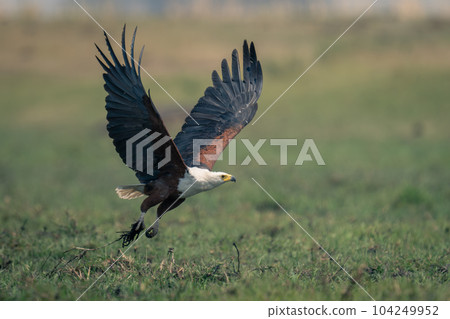 African fish eagle flies low over floodplain African fish eagle flies low over floodplain 104249952