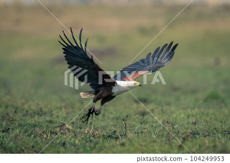 African fish eagle flies low stretching wings African fish eagle flies low stretching wings 104249953