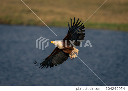 African fish eagle flies over calm river African fish eagle flies over calm river 104249954
