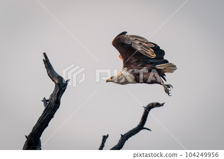 African fish eagle flies over dead tree African fish eagle flies over dead tree 104249956