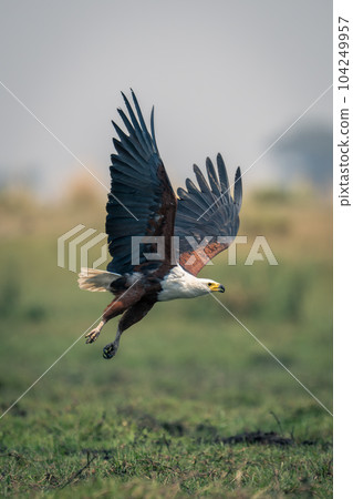 African fish eagle flies over grassy floodplain 104249957