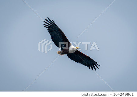 African fish eagle glides through blue sky 104249961