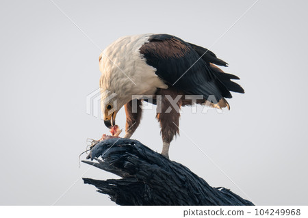 African fish eagle on branch eating fish African fish eagle on branch eating fish 104249968