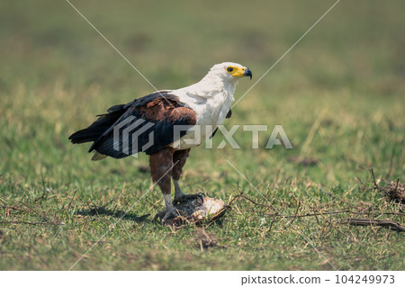 African fish eagle on grass with fish 104249973