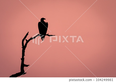 African fish eagle silhouetted on dead branch 104249981