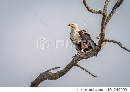 African fish eagle with catchlight in tree African fish eagle with catchlight in tree 104249993
