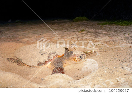 Spawning of sea turtle 104250027