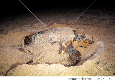 Spawning of sea turtle 104250039