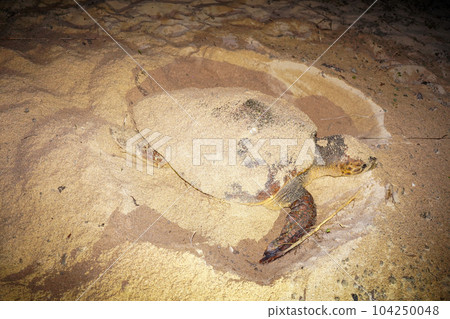 Spawning of sea turtle Spawning of sea turtle 104250048