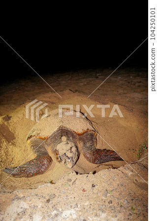 產生海龜 104250101