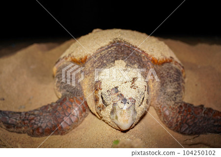 產生海龜 104250102