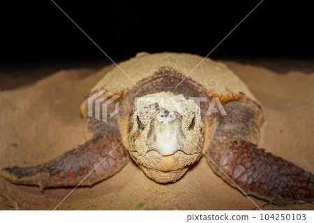 Spawning of sea turtle 104250103