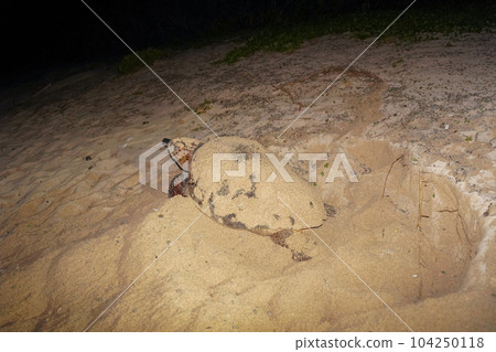 Spawning of sea turtle Spawning of sea turtle 104250118