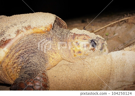 Spawning of sea turtle 104250124