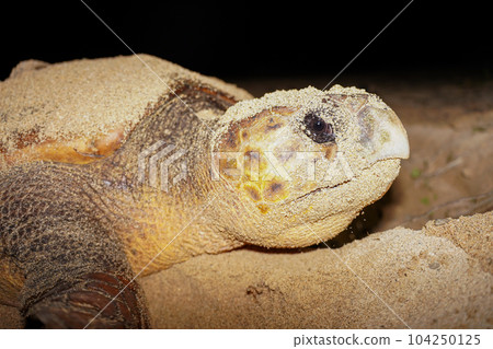 產生海龜 104250125