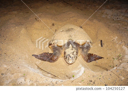 Spawning of sea turtle 104250127