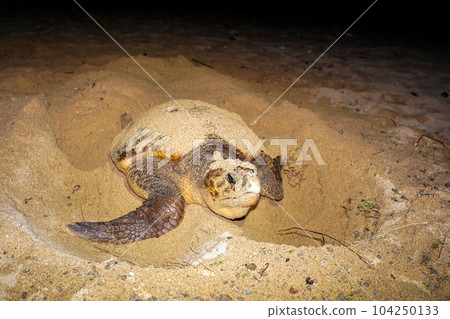Spawning of sea turtle Spawning of sea turtle 104250133