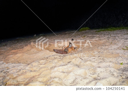 Spawning of sea turtle Spawning of sea turtle 104250141