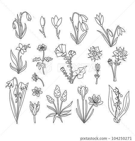Big set with primroses. Doodle hand draw outline vector illustration. 104250271