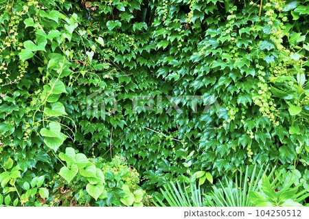 Lush green leaves background material 104250512