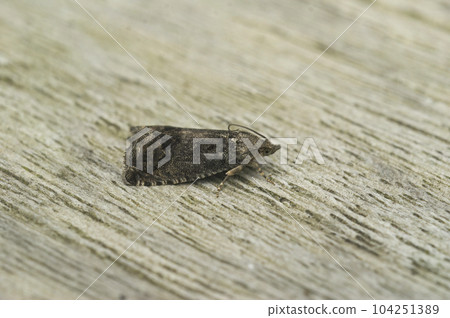 Closeup on brown chestnut tortrix moth, Cydia splendana on a piece of wood 104251389