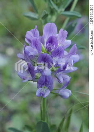 Close up on a blue flower of Alfalfa, lucerne , Medicago sativa on a green background Close up on a blue flower of Alfalfa, lucerne , Medicago sativa on a green background 104251395