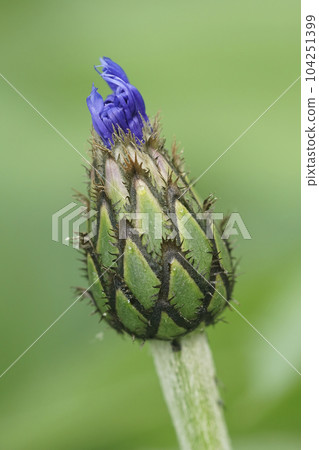 Natural closeup on an emerging blue flower bud of Mountain cornflower, Centaurea montana in green leaves 104251399