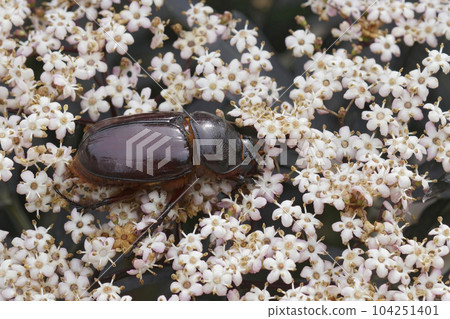 Closeup on the rare European rhinoceros beetle, Oryctes nasicornis 104251401