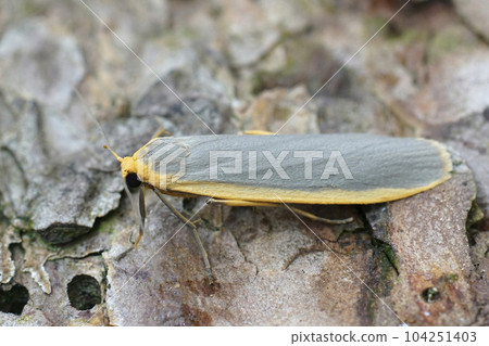 Closeup n the grey-colored Common footman moth, Eilema lurideola sitting on wood Closeup n the grey-colored Common footman moth, Eilema lurideola sitting on wood 104251403