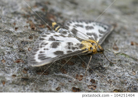 Closeup on the colorful Small Magpie geometer moth, Anania hortulata, with spread wings Closeup on the colorful Small Magpie geometer moth, Anania hortulata, with spread wings 104251404